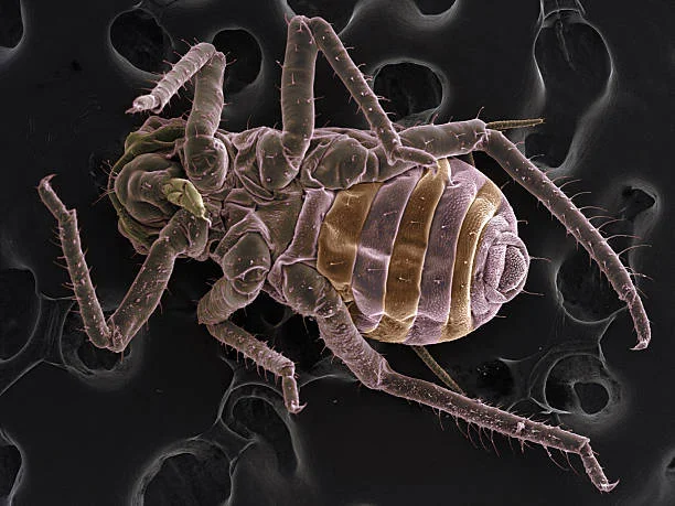 Imagem microscópica de ácaro encontrado em colchões
